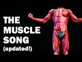 The muscles song learn in 3 minutes  updated