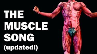 THE MUSCLES SONG (Learn in 3 Minutes!) - UPDATED!