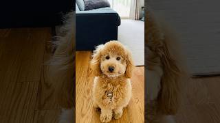 Rio boy #cute #dog #foryou #toypoodle #trend #viral #capcut #doglover #trending #poodle #puppy