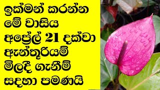 බැංකොක් ඇන්තූරියම් වර්ග රැසකින් කුඩා පැල විකිණීමට | anthurium wagawa | bankok anthurium varieties