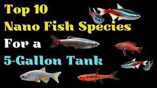 10 Best Nano Fish Species For 5 Gallon Tank (Small Freshwater Fish Species For Beginners) by Pets Curious 1,097 views 5 months ago 10 minutes, 5 seconds