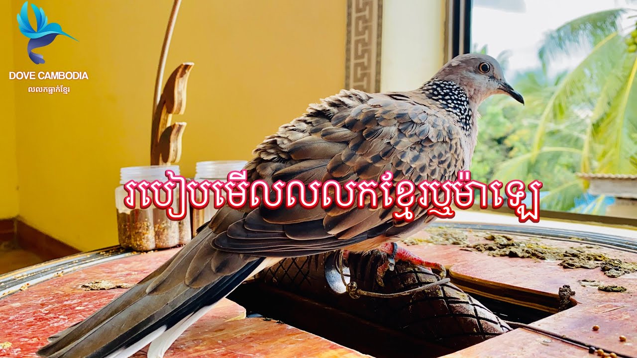 របៀបមេីលលលកខ្មែរឬលលកម៉ាឡេ​ khmer dove or Malaysia Dove