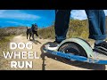 Onewheel SHRED SERIES: Dog chases Onewheel!