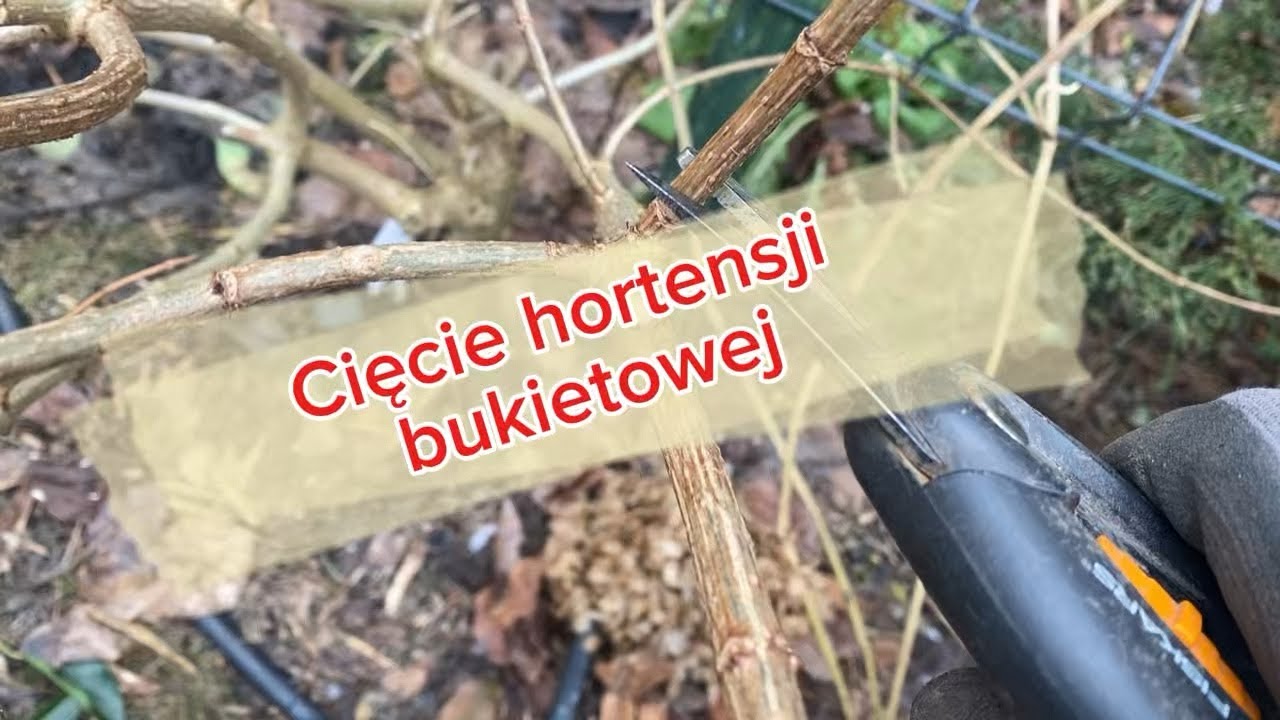 STYCZNIOWE przycinanie hortensji  