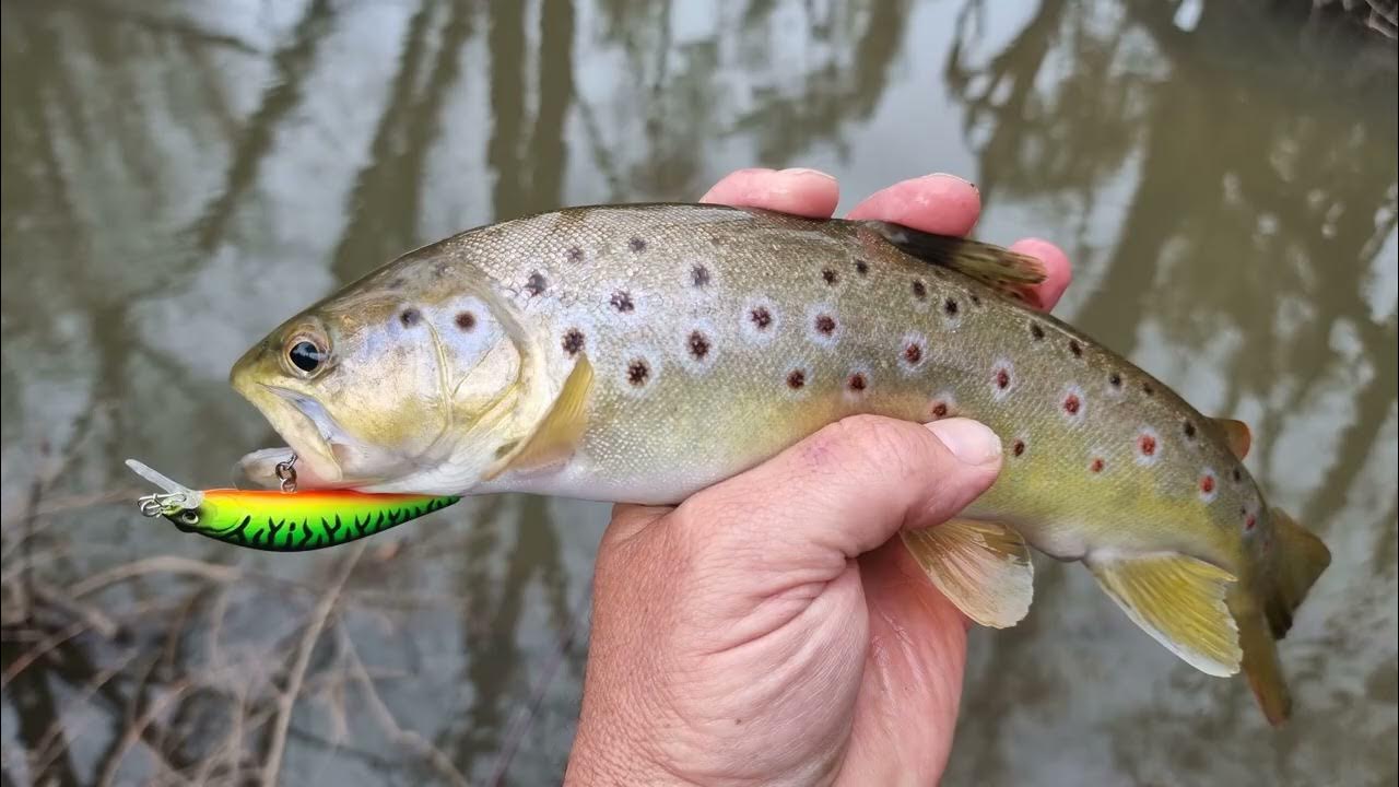 Lure fishing for trout in high dirty water YouTube