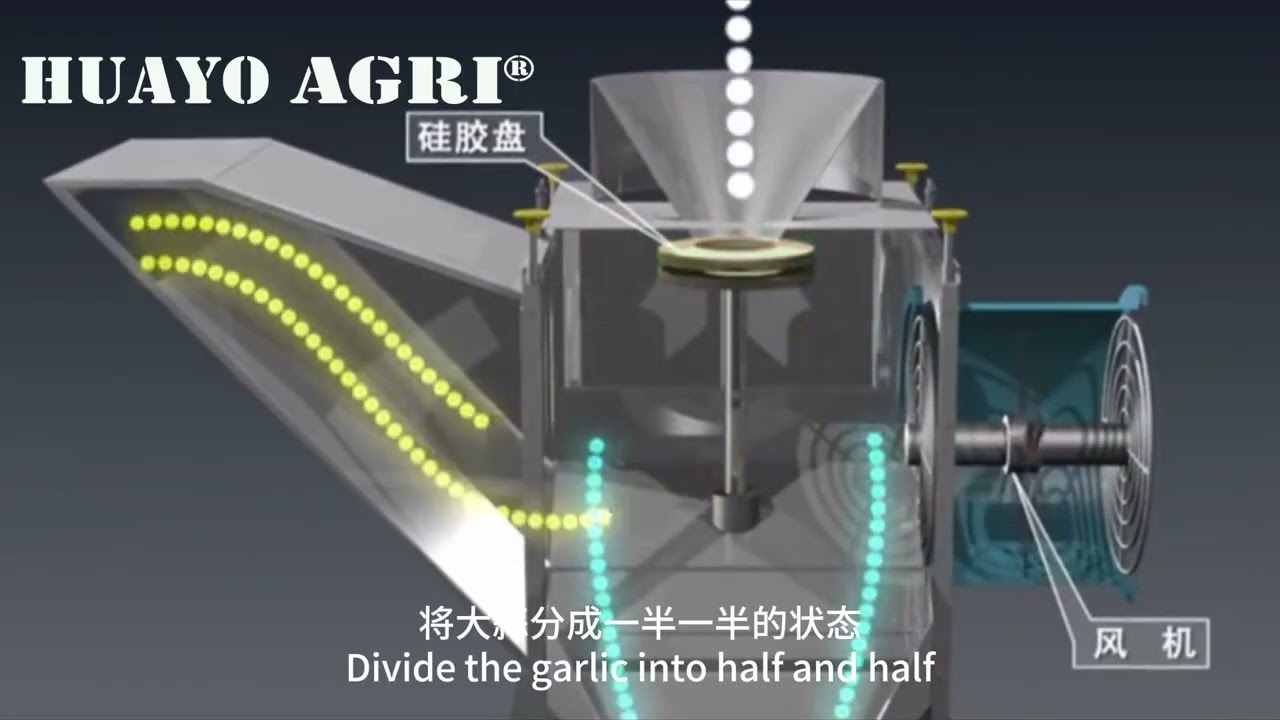 How to Split 600kg Garlic to Cloves without damage with Garlic Splitter from HUAYO AGRO