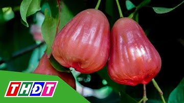Mận hồng Sóc Trăng đắt hàng, thương lái cân 80.000 đồng/kg | THDT