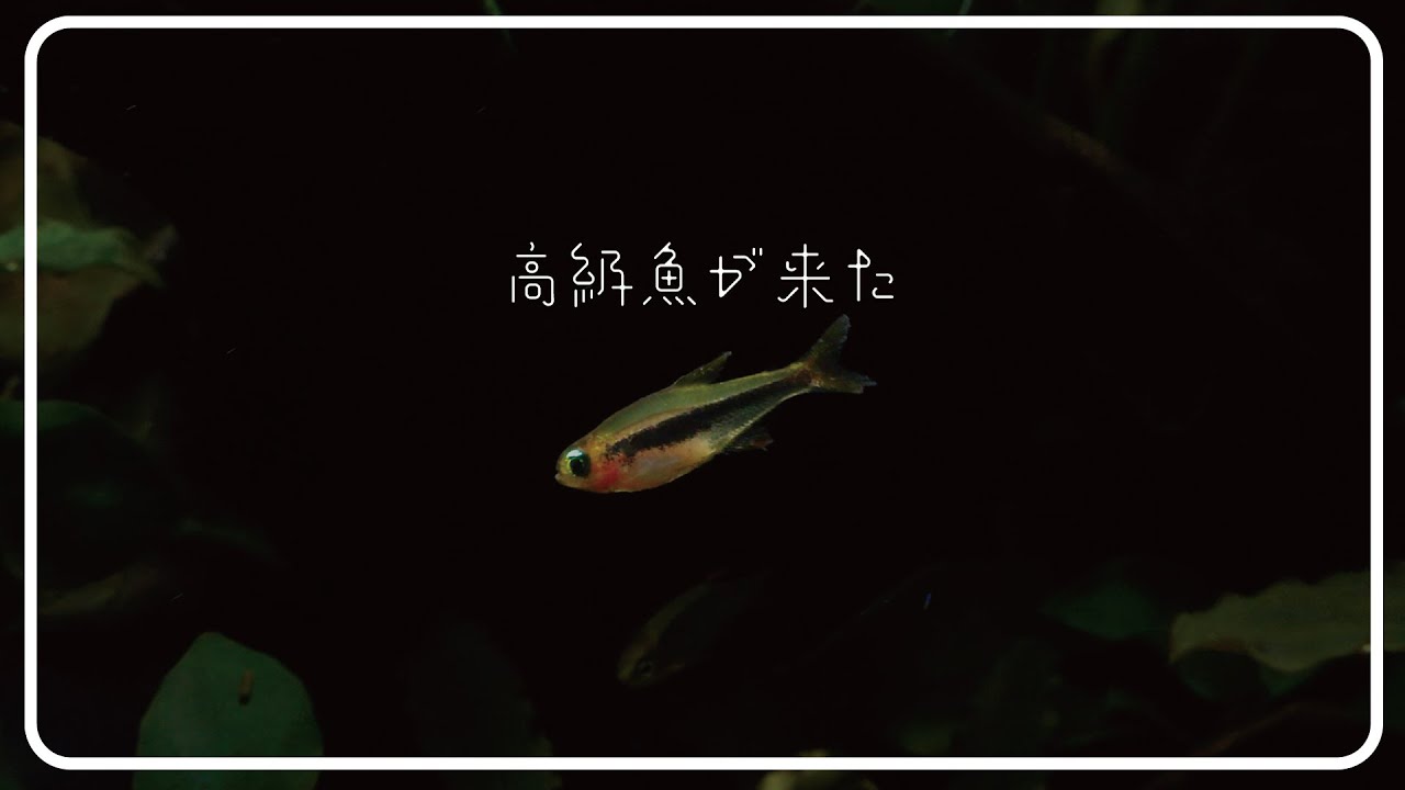 アクアリウム 1匹1730円の小型熱帯魚が来た 水槽に緊張感が走る 珍カラ Youtube