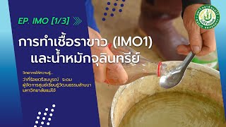 การทำเชื้อราขาว (IMO1) และน้ำหมักจุลินทรีย์ | EP.IMO [1/3]