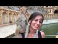 Chimpanzees in Monkey Temple, India - Raffaele Pilla