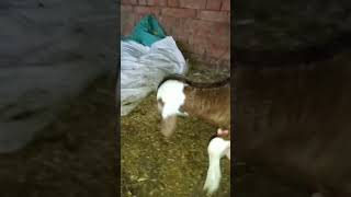 خروف صغير باللغة الإنجليزية Lamb