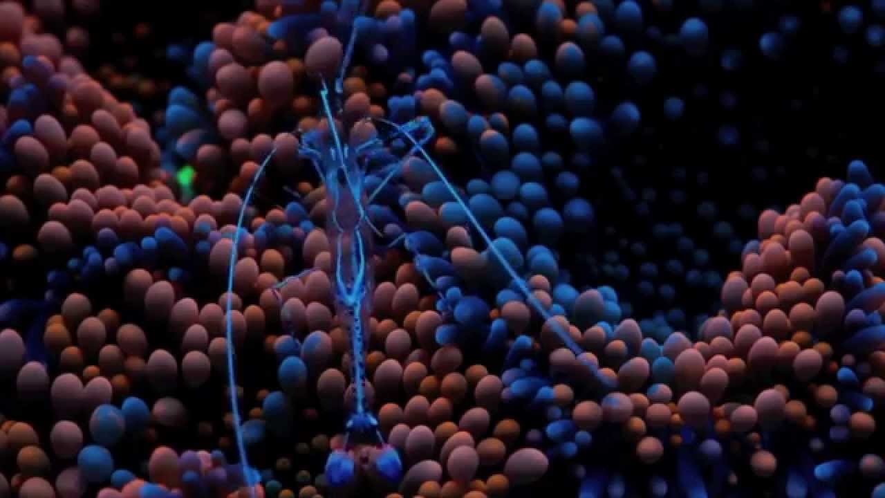 Ultracode - Neurosynaptic auf YouTube ansehen Ultracode - Neurosynaptic auf YouTube ansehen