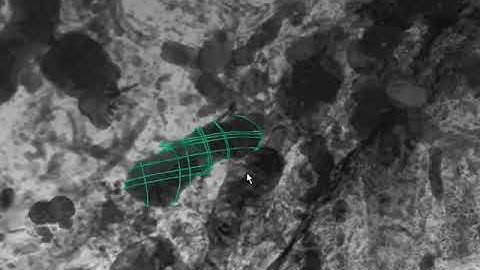 Active Contour in Dragonfly