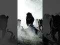 Majestic Lions & Their Prey in the Misty African Wild
