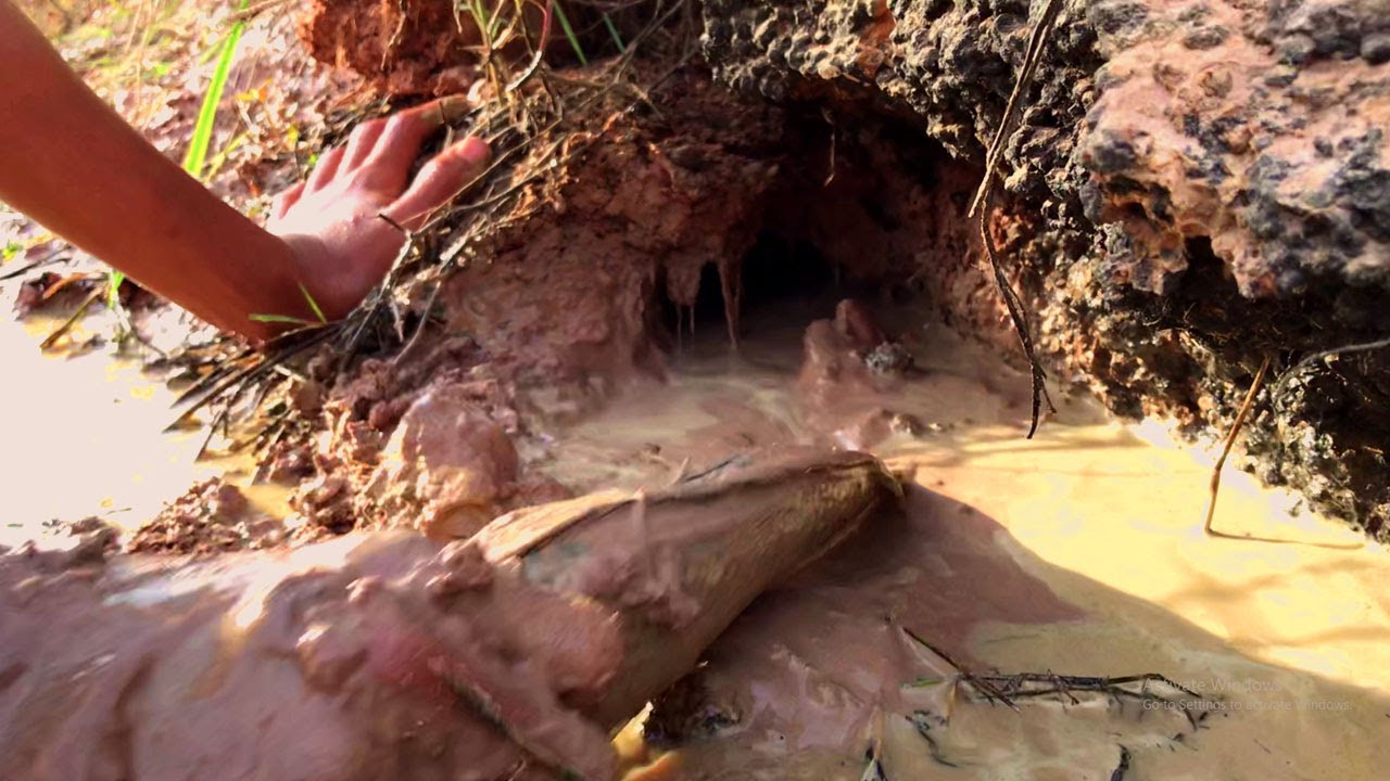 Best hand fishing! catch big snakehead & big catfish in hole at little water - fishing field