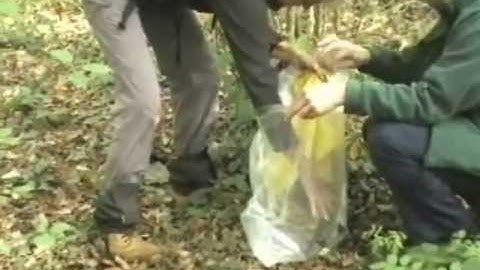 How to check a dormouse box with nest present