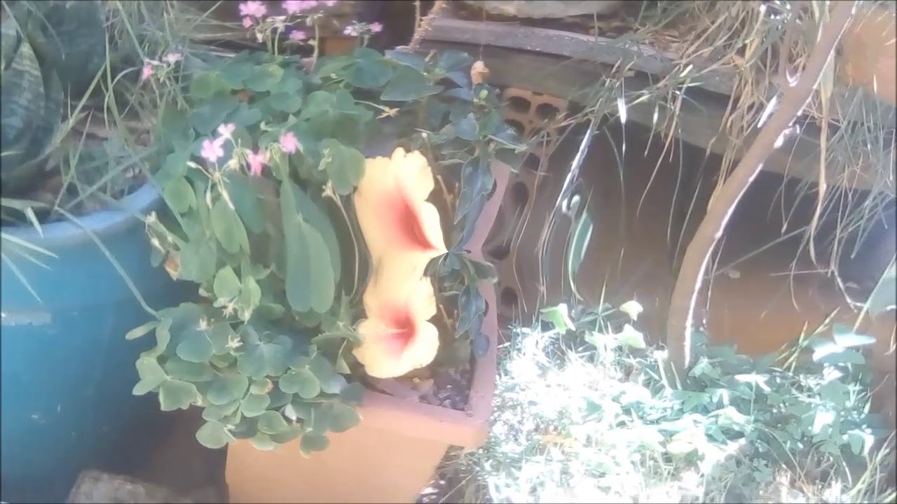 YouTube에서 A Lua, composição e interpretação de Marcelo Torca 보기 YouTube에서 A Lua, composição e interpretação de Marcelo Torca 보기