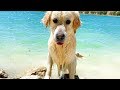 Funny Golden Retriever for the First Time on the Lake! [TRY NOT TO LAUGH]