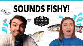 Why care about freshwater fish? And how you can make a difference for our fishy rivers and lakes