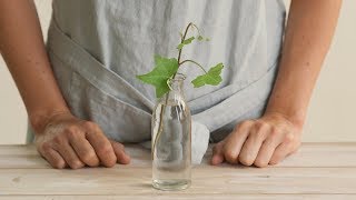 Cómo reproducir tus plantas por esquejes en agua