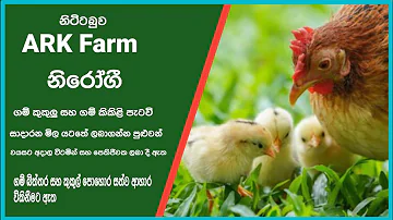 village chickens for sale in nittabuwa #10 / gam kukul patau vikinimata atha / hens price / Rooster