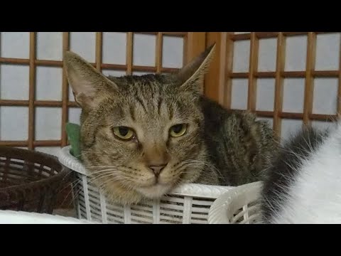 かご猫LIVE配信　210625