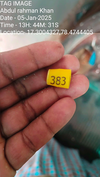 THIS IS COMING BIRD 🕊️ BIRD RING 💪 RACEING HOMER PIGEON