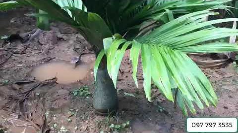 Bán cây cau lùn F1 giống chuẩn cây đẹp 0977973535