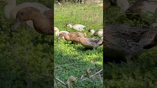 Ducks farmers 🦆 #foryou #duck #talhakadihat #animals #villagelife #birds #shorts #viralvideo