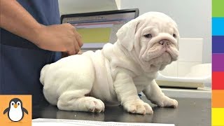 4 Bulldog Lovers  Funny and Cute English Bulldog Videos Compilation by PIGO 99 views 4 years ago 16 minutes