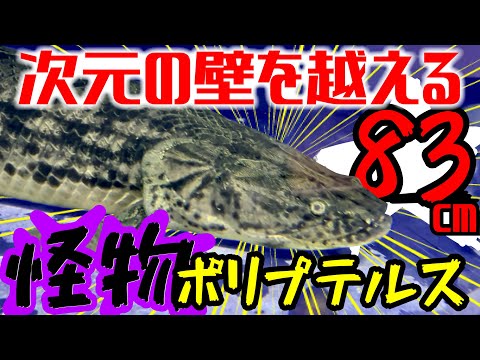 日本最大級の怪物『ポリプテルス』約83㎝ 〜ハイクオリティーポリプ特集 横浜ベイサイドアクア アクアショップ訪問