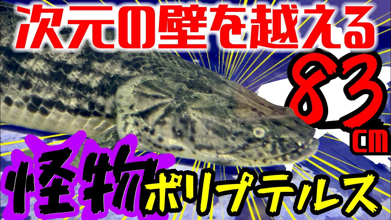 ジェックス グラステリアlx600 ミスト ガラス水槽 本日限定 ジェックス グラステリアlx600 ミスト ガラス水槽 本日限定