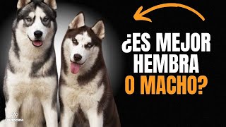 HUSKY SIBERIANO: Diferencia entre HEMBRAS Y MACHOS