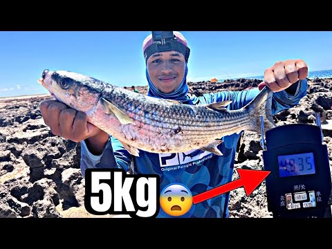 تمكنت من صيد عمالقة سمك البوري شاهد الطعم و المونتاج Mullet Fishing