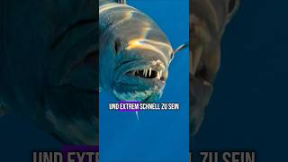Barracudas sind KRASSER als du denkst! | RasasWelt | #shorts