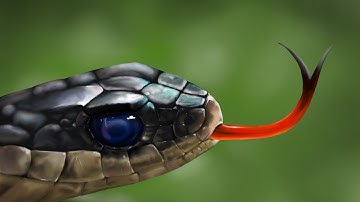Drawing a Snake with Procreate