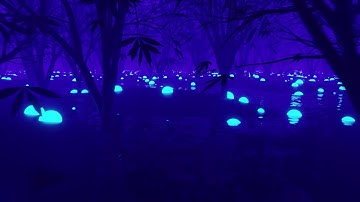 Magic Forest || VJ Loops Clips