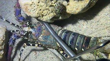 Diving under the sea to catch eels, crabs and sea cucumbers | Part 114-2