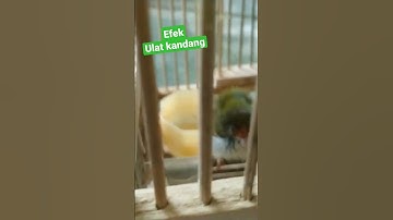 NGERI !! - EFEK HARIAN ULAT KANDANG UNTUK BURUNG PRENJAK