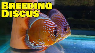 Breeding Discus Fish  Part One!