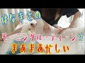 はなまさのモーニングルーティーンがまあまあ忙しい
