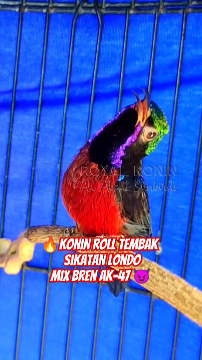 KONIN GACOR MATERI ISIAN SIKATAN LONDO MIX BREN AK47 😈 #konin #kolibrininja #kolibri #shortvideo