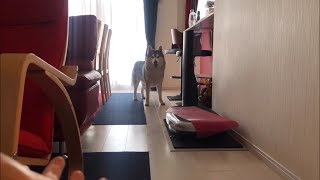 ひっつきまわったり我に帰ったり色々忙しいシベリアンハスキー