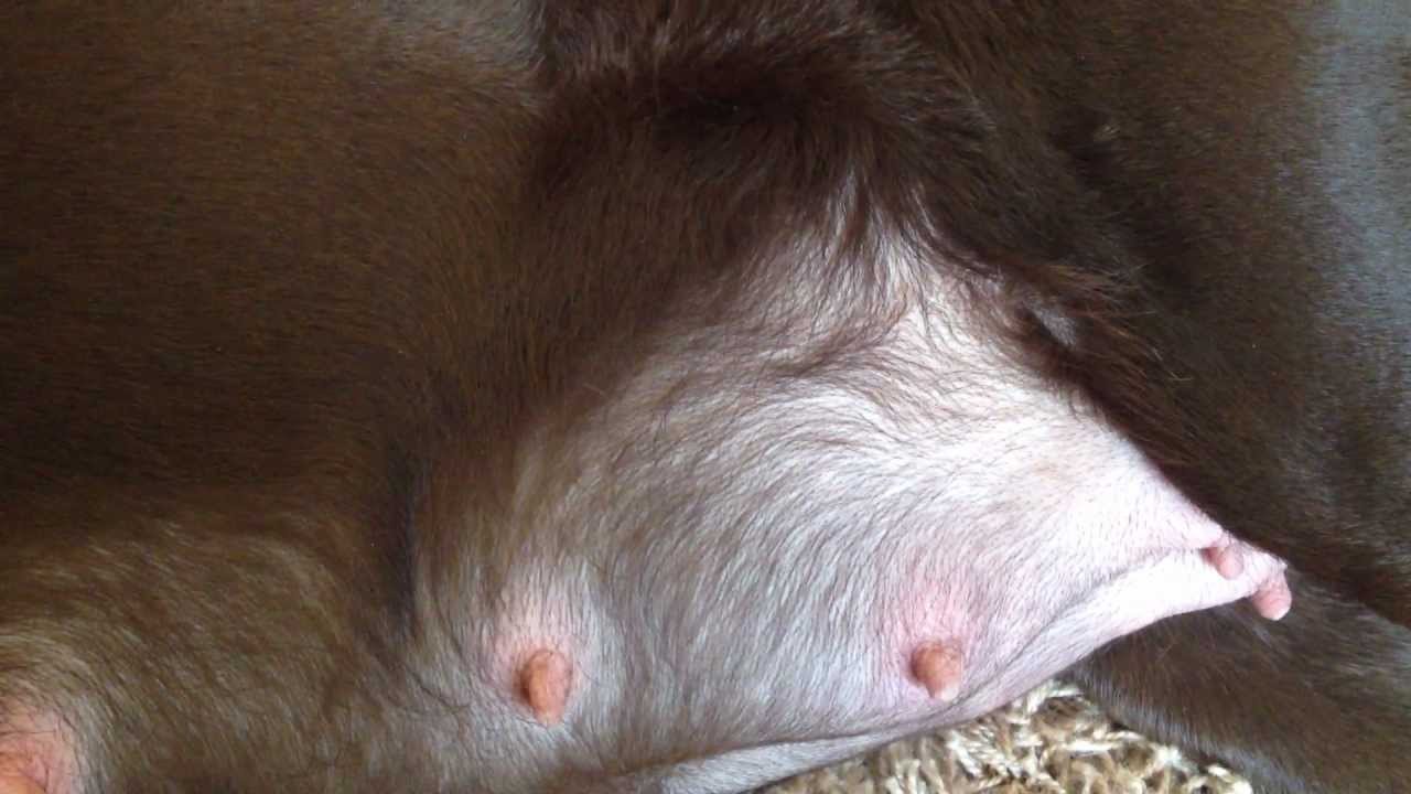 Image result for pregnant pitbull belly