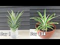 スーパーで買ったパイナップルの再生栽培 / How to regrow pineapples from store bought pineapples