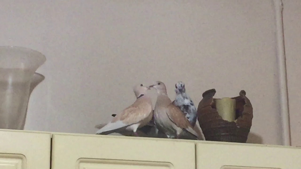 Doves Kissing