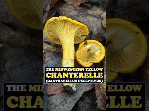 THE MIDWESTERN YELLOW CHANTERELLE (Cantharellus flavus) #foraging #mushroomhunting #chanterelle