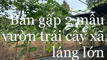 Anh chủ cần tiền bán gấp vườn trái cây vì không kham nổi xã láng lớn H châu Đức tỉnh bà rịaVũng tàu