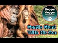 Unique moment  flanged orangutan male grooming his son