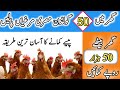 Desi Murghi Poultry Farm in Pakistan | 50 Golden Misri Hen Farming in Pakistan | Business plan